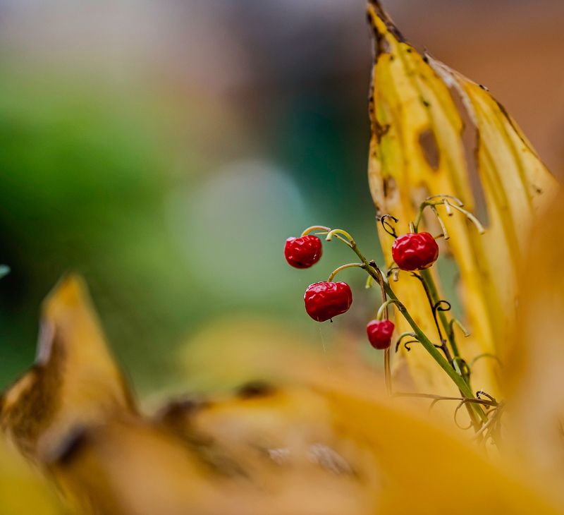 макро Ландыш осеннийphoto preview