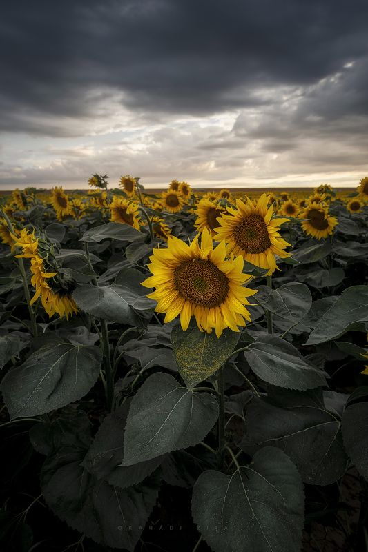hungary,   landscape, sunflowers, storm, sunset, Turn Away from stormphoto preview