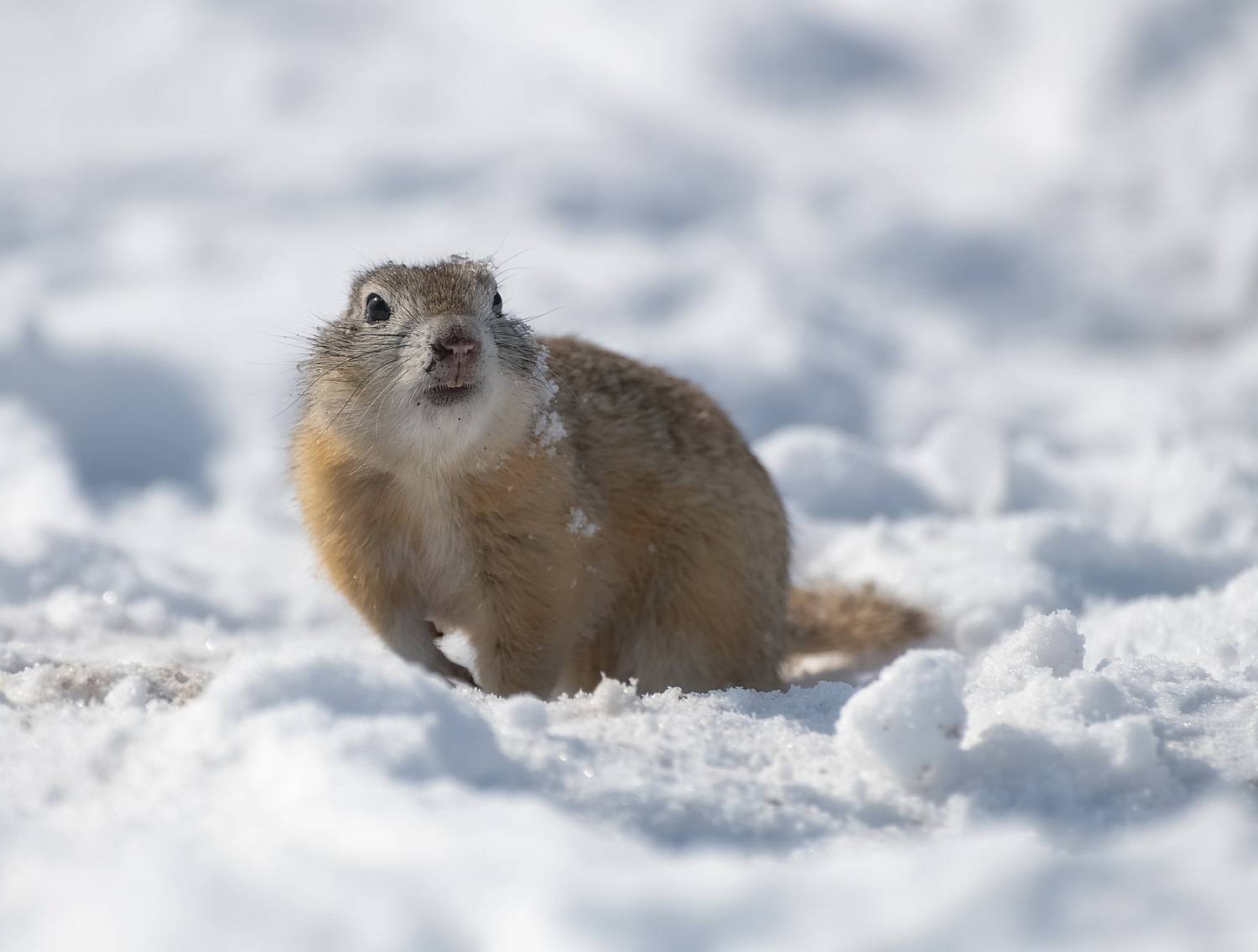 Снежная весна. Автор: Фомина Марина суслик, весна, снег, татышев парк, непогода, Фомина Марина