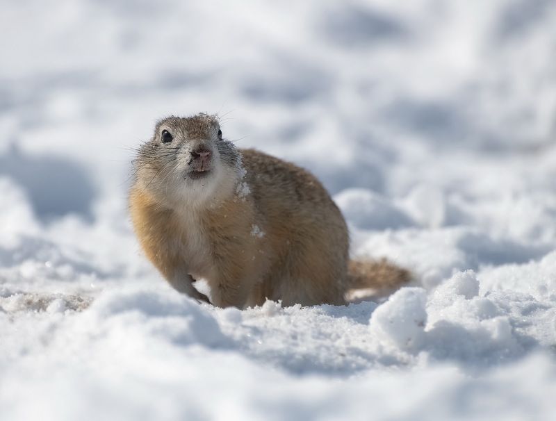 суслик, весна, снег, татышев парк, непогода Снежная веснаphoto preview