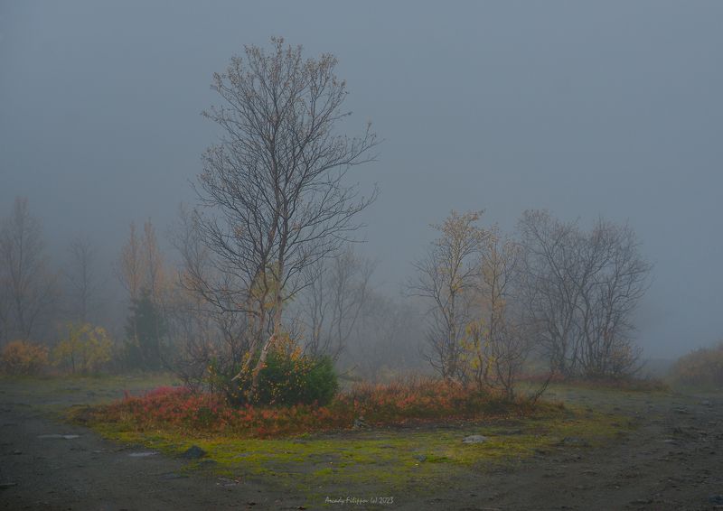 arctic, autum, nature, trees Autum at arctic regionphoto preview