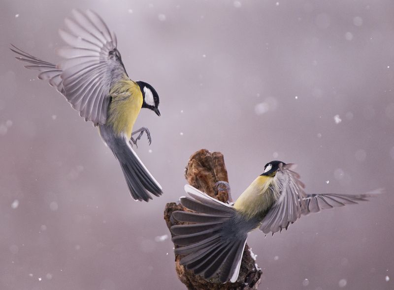 Соревнованиеphoto preview