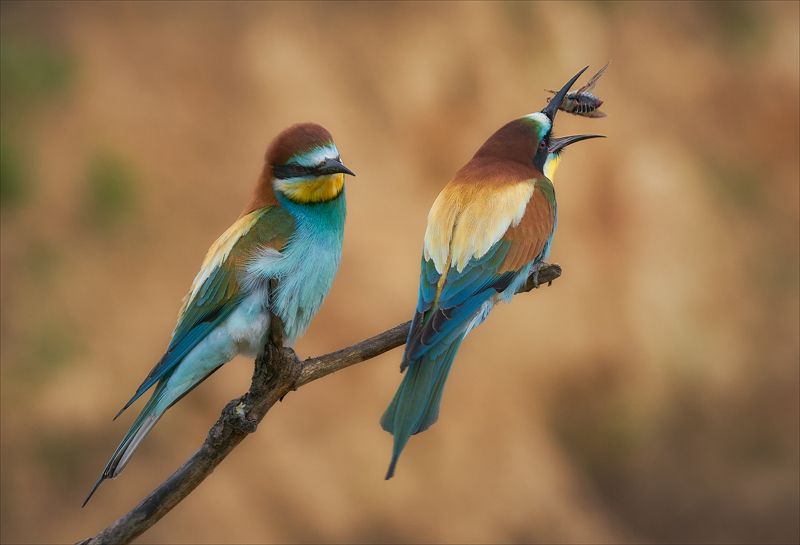 И чего выпендривается?photo preview