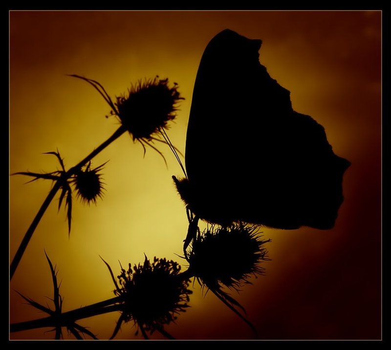 Прощай, лето! фото превью