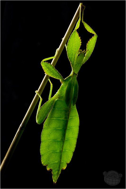 листовидка, филипинская, макро, портрет Неонphoto preview