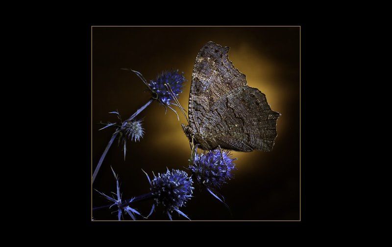 Ночная бабочка фото превью