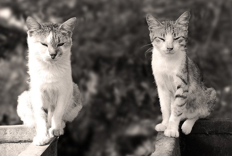 Сфинксы фото превью