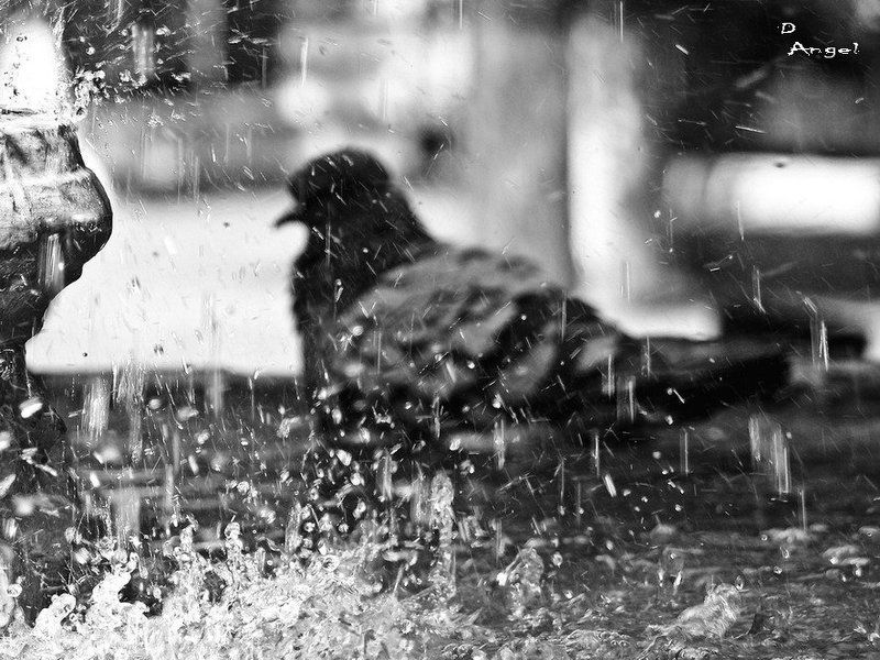 купальщица, голубь, фонтан, брызги купальщицаphoto preview