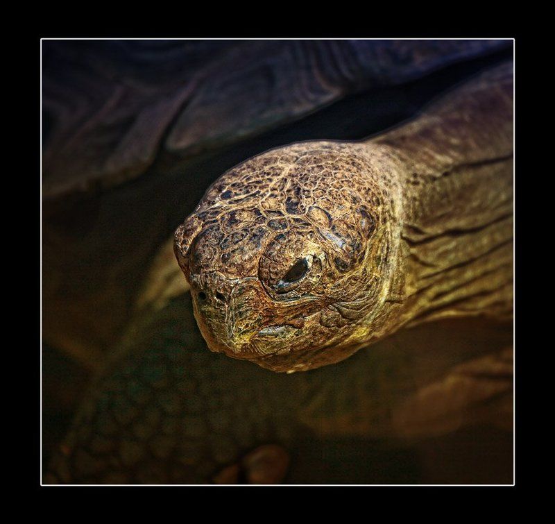 черепаха Золотая черепахаphoto preview