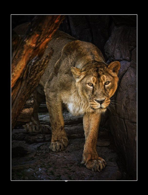 львица Парадный портретphoto preview