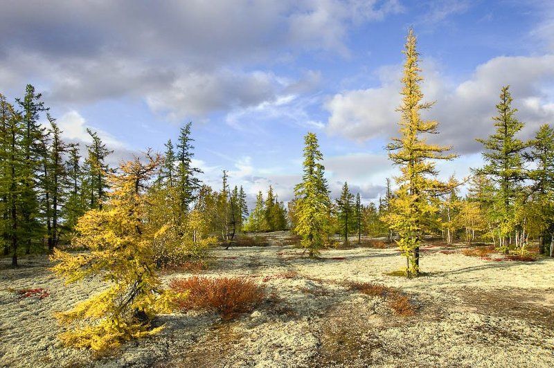 тундра, осень, Ямальская тундраphoto preview