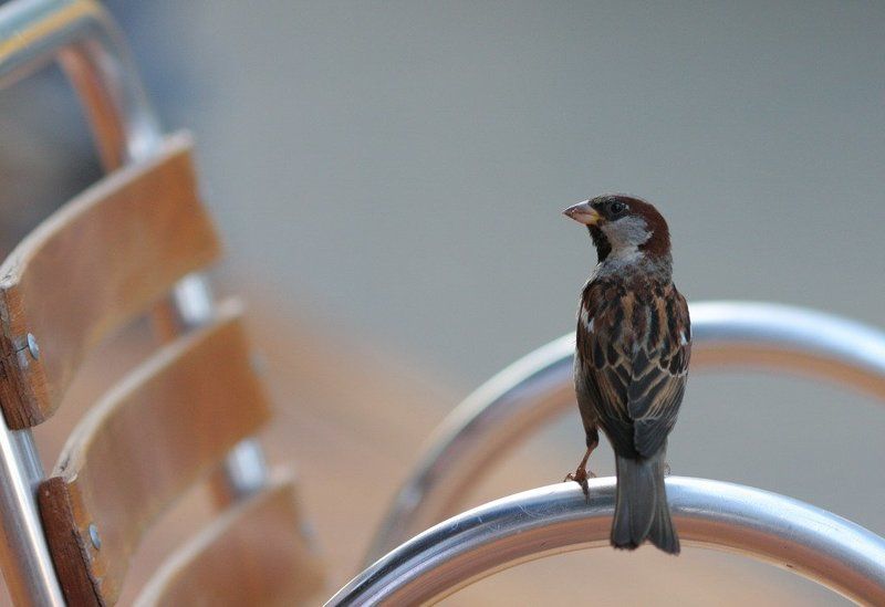 воробей, стул ... фото превью