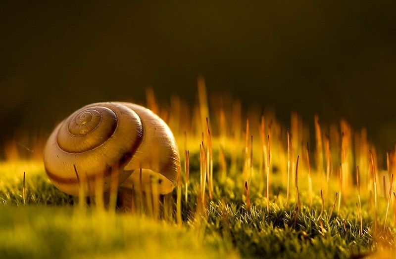 мох, свет, улитка О улитках и мхеphoto preview