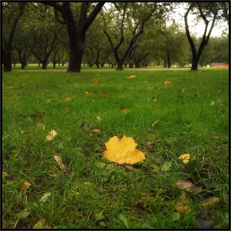 В яблоневом садуphoto preview