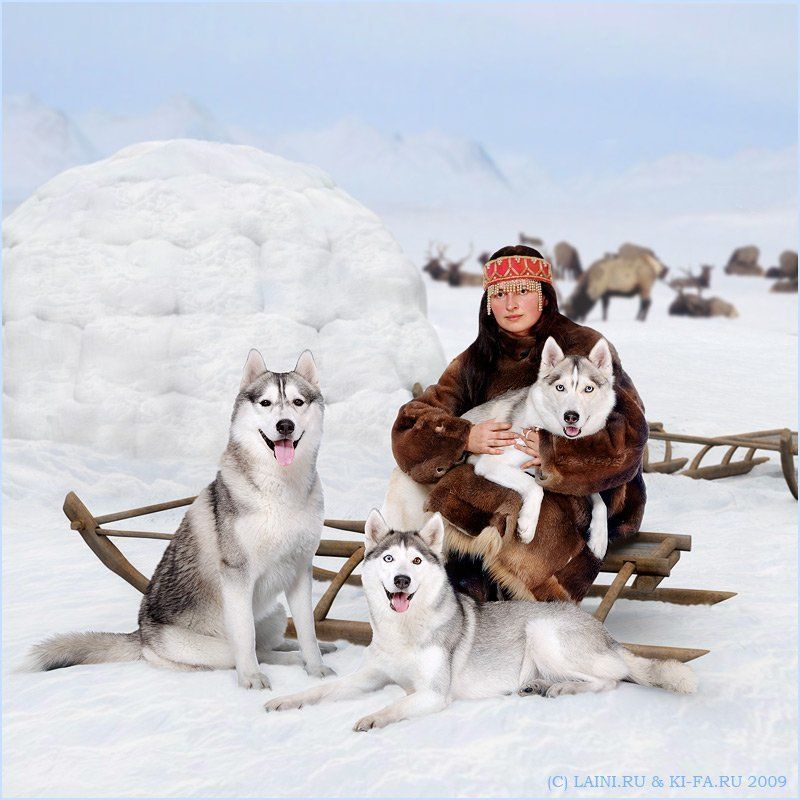 СевероХаскиphoto preview