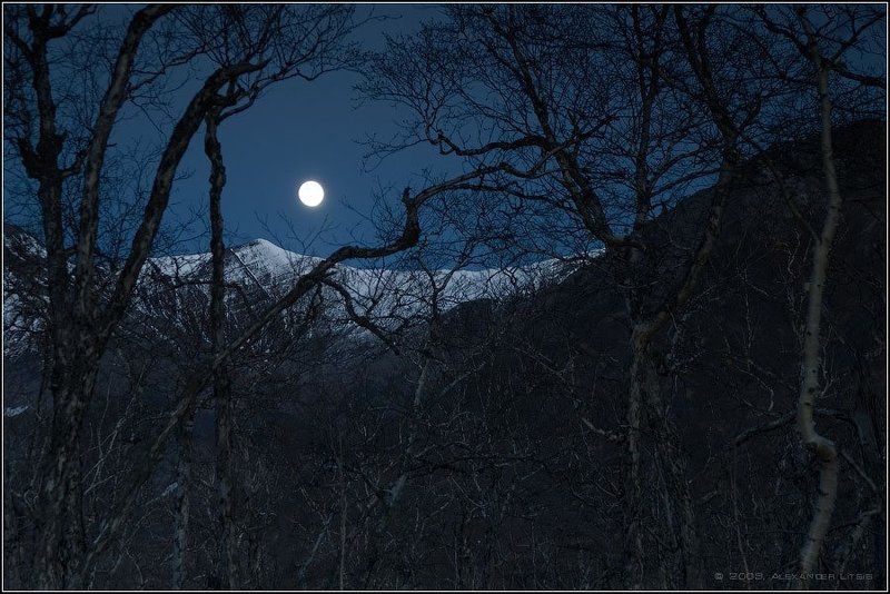 луна,ночь,полнолуние,лес,камчатка В полнолуние по волчьей тропеphoto preview