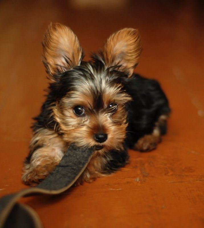 животные, собака, щенок \