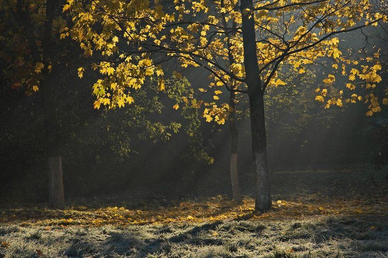 утро, город, туман Утром фото превью