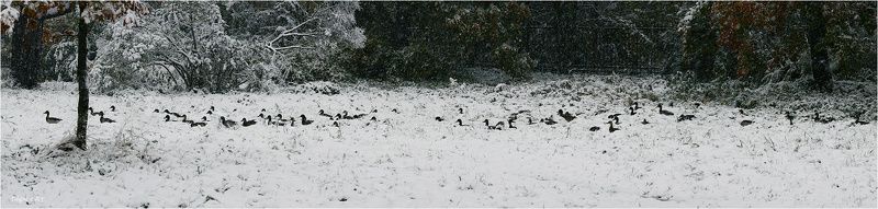 сегодня, утки, снег, октябрь, миграция, пешком, по, сугробам Пешая миграция или утки идут на югphoto preview