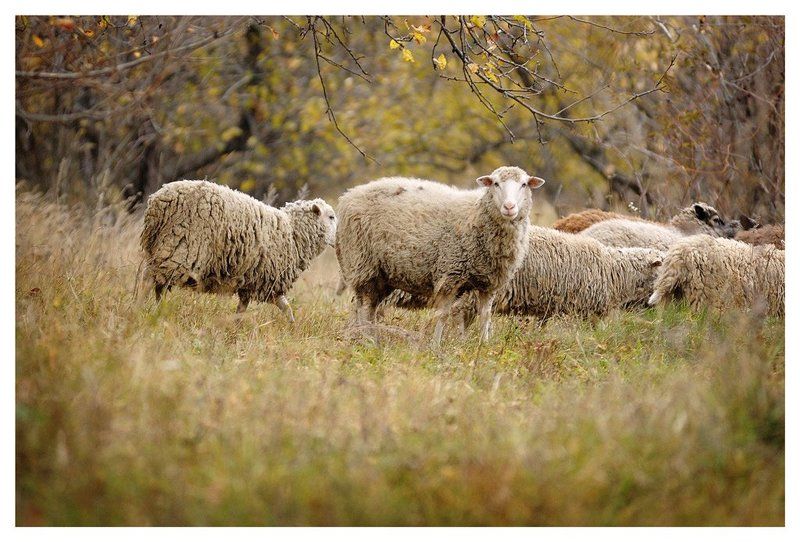 проходящие мимо фото превью