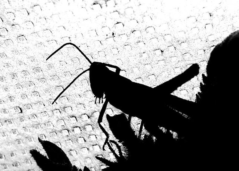 кузнечик Старый мультикphoto preview