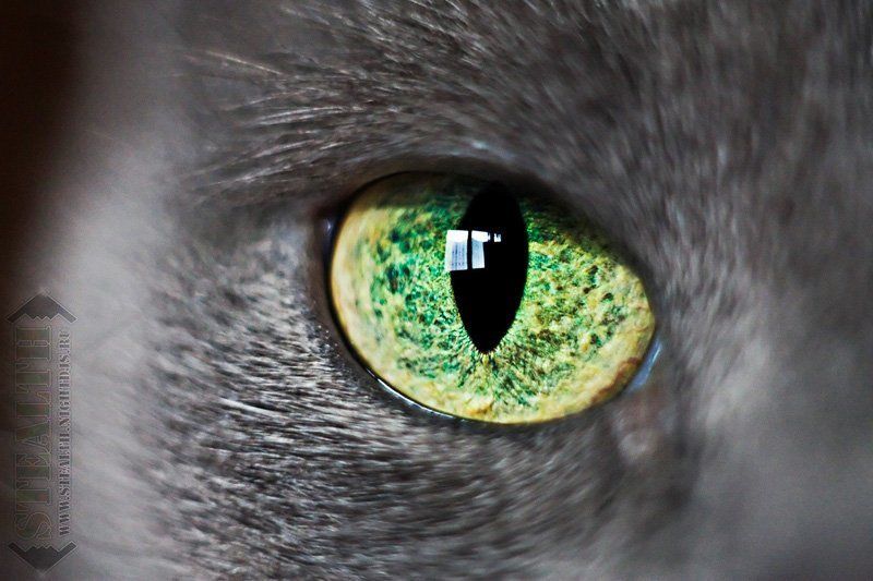 животные, кошка, портрет KatzEyephoto preview