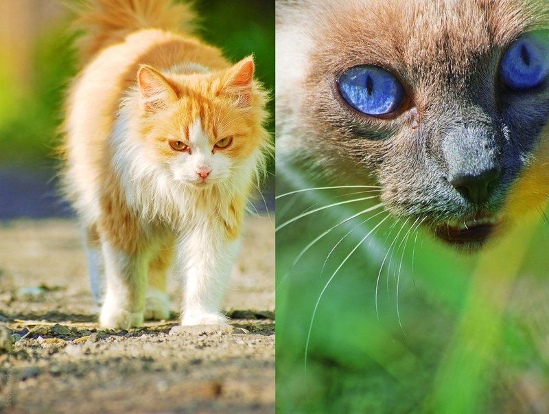 cats Нарушение территорииphoto preview