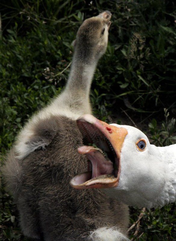 Отойди от ребенка!!!photo preview