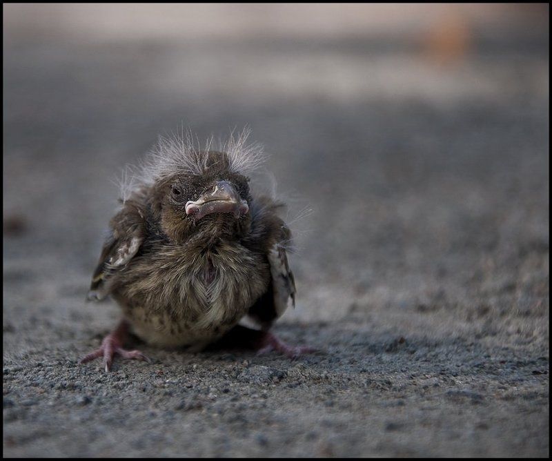 Я белый и пушистый, просто времена тяжелые...photo preview