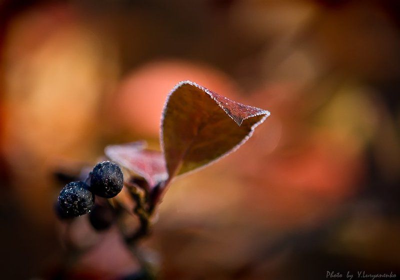 осень, контур, рябина, лукьяненко Белым контуром Зима лист рябины обвела...photo preview