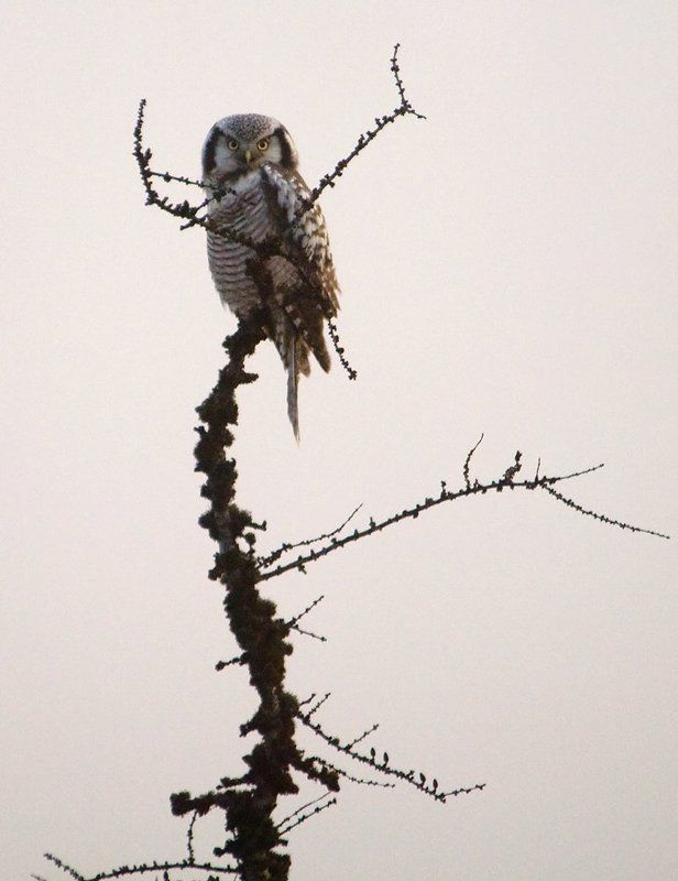 север,животные, сова Охотницаphoto preview
