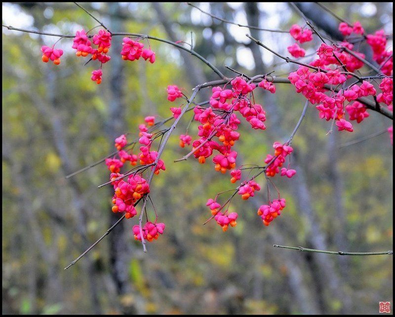 сигулда, бересклет Цветы Осени фото превью