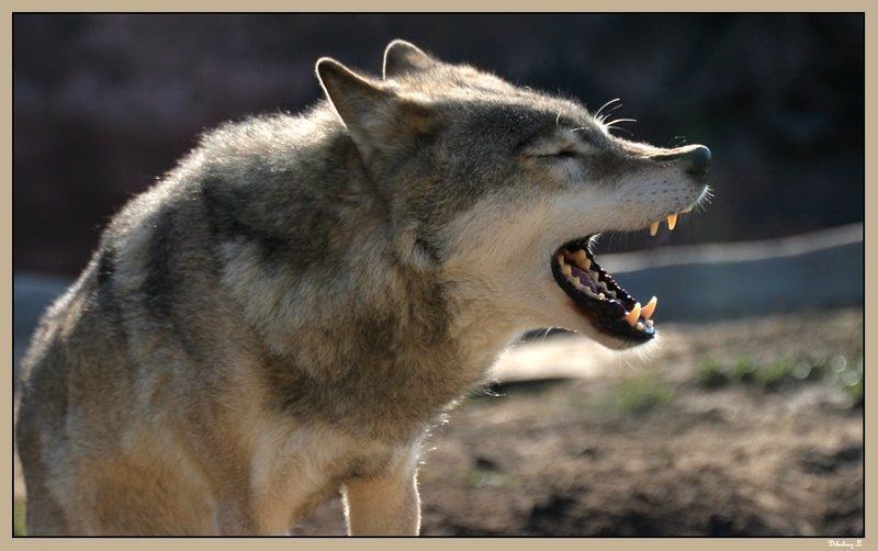 волк, песня Ща спою!photo preview