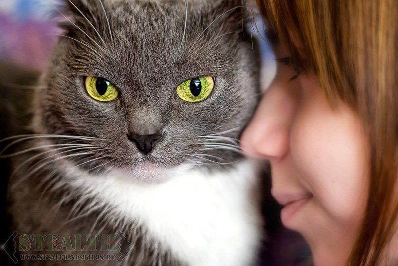 Мои котятаphoto preview