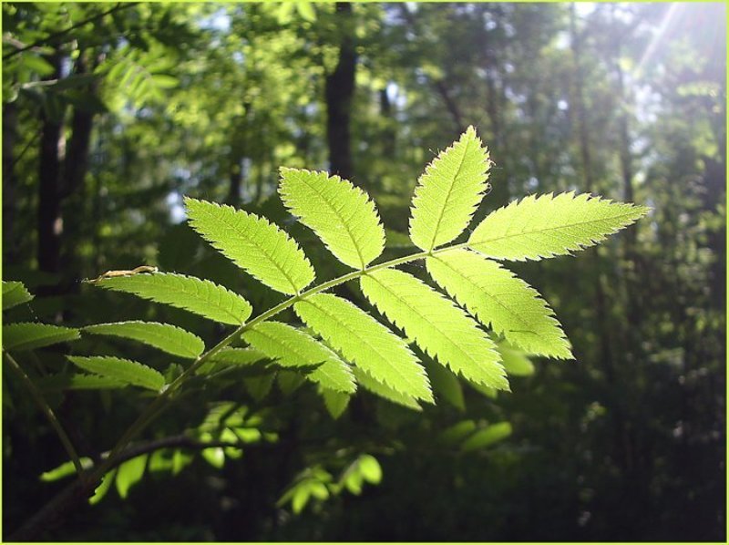 Листphoto preview