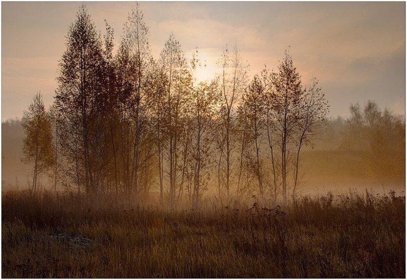 осень, туман, березки, утро Осеннее утроphoto preview