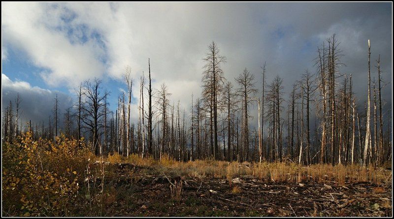 Осень в сгоревшем лесуphoto preview