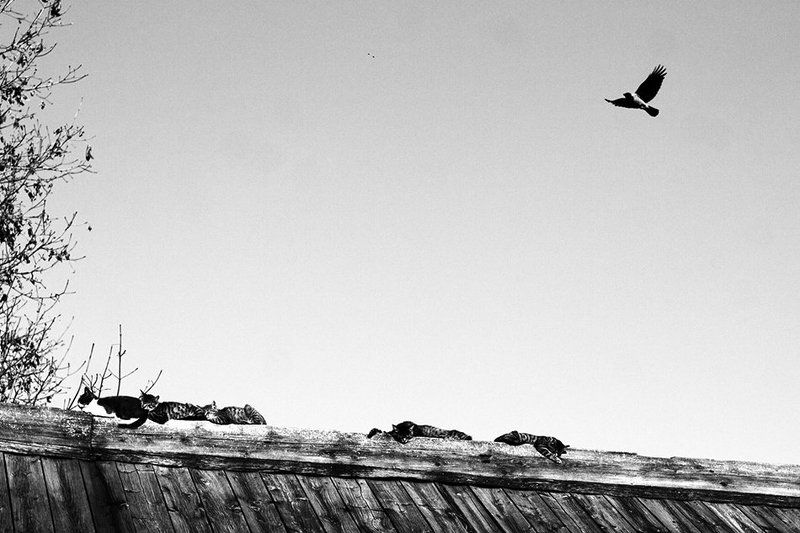 cats, sleeping, crow, ворона, коты, кошка, спит a Cats and their Gamephoto preview