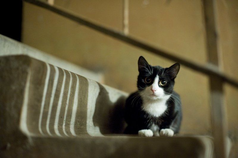 кот,время,жизнь,животные,свет,тень Мне баллы не нужны, мне бы погретьсяphoto preview