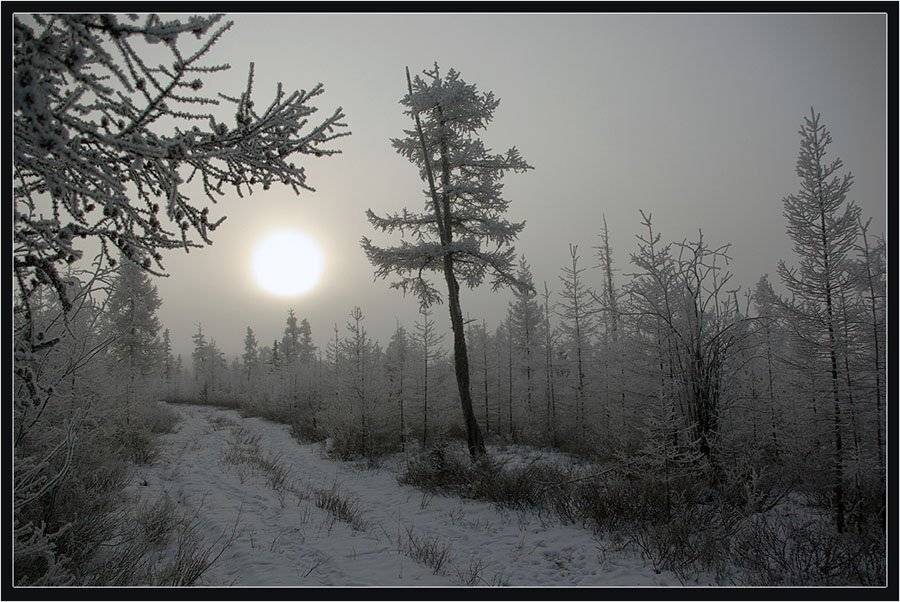 Октябрь Заполярья. Автор: Солодухин Виктор тайга,дорога,солнце,зима, Солодухин Виктор