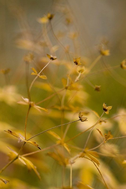 Осенняяphoto preview