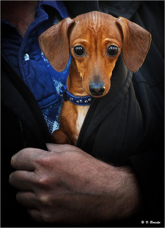 Защитницаphoto preview