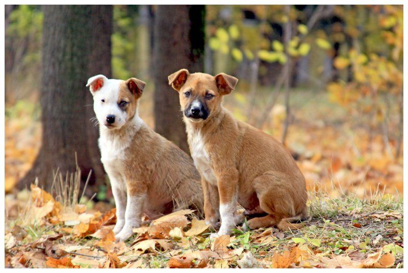 щенки, усадьба, суханово, осень Собачья порода – великая сила!photo preview