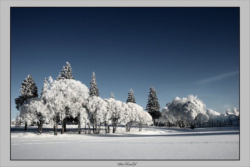 Ивы морозныеphoto preview