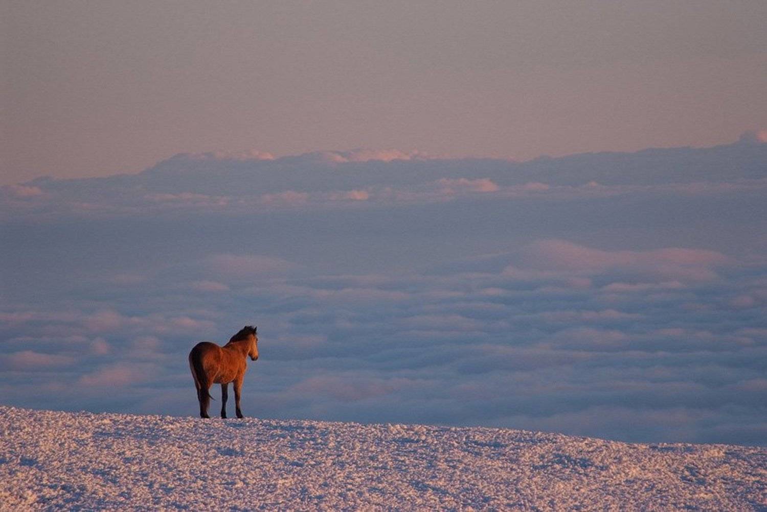***. Автор: Dmitriy Egorov крым, облака, горы, лошадь, кони, Dmitriy Egorov