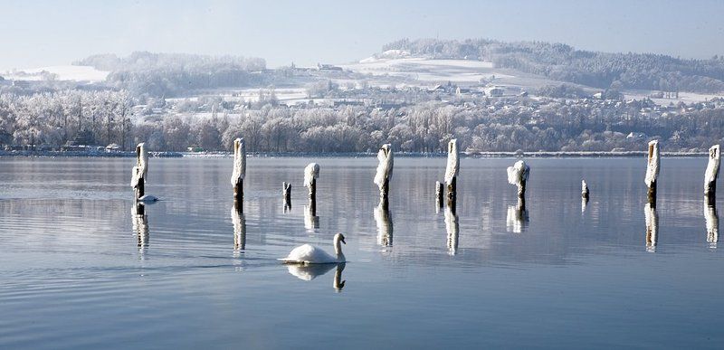 лебединое озероphoto preview