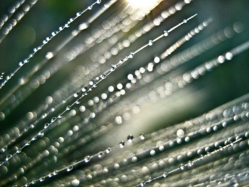 Росинки фото превью