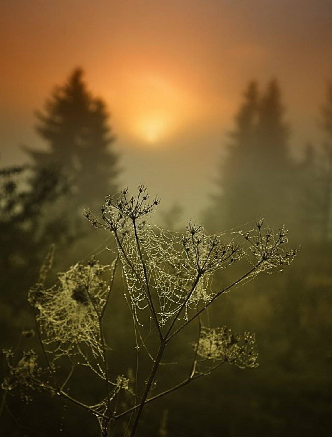 , Алпатов Игорь