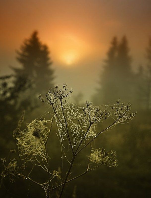 *Ловушка для солнца*photo preview