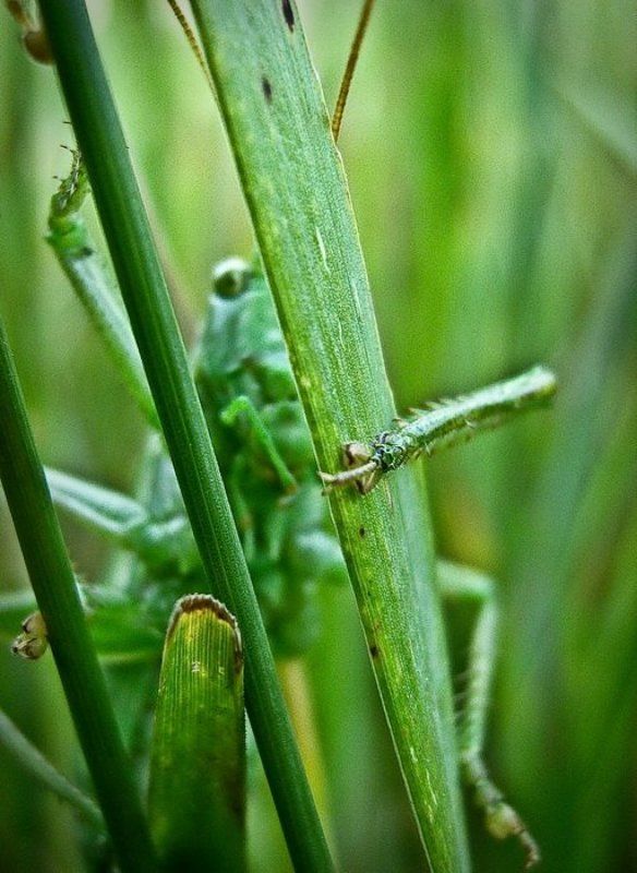 монстр фото превью